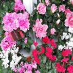Immagine6